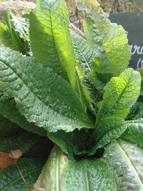 Dipsacus fullonum feuille (cardere)